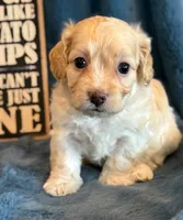 Paddington, a male Cockapoo for sale in Hawarden, IA – Photo 7 of 10