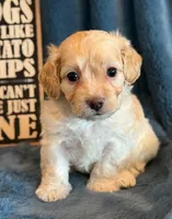 Paddington, a male Cockapoo for sale in Hawarden, IA – Photo 10 of 10