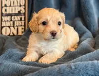 Paddington, a male Cockapoo for sale in Hawarden, IA – Photo 6 of 10