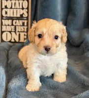 Paddington, a male Cockapoo for sale in Hawarden, IA – Photo 2 of 10