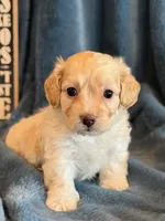 Paddington, a male Cockapoo for sale in Hawarden, IA – Photo 5 of 10