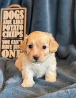 Paddington, a male Cockapoo for sale in Hawarden, IA – Photo 4 of 10