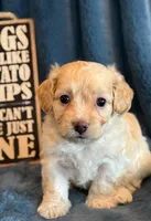 Paddington, a male Cockapoo for sale in Hawarden, IA – Photo 8 of 10