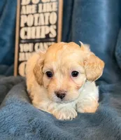 Paddington, a male Cockapoo for sale in Hawarden, IA – Photo 3 of 10