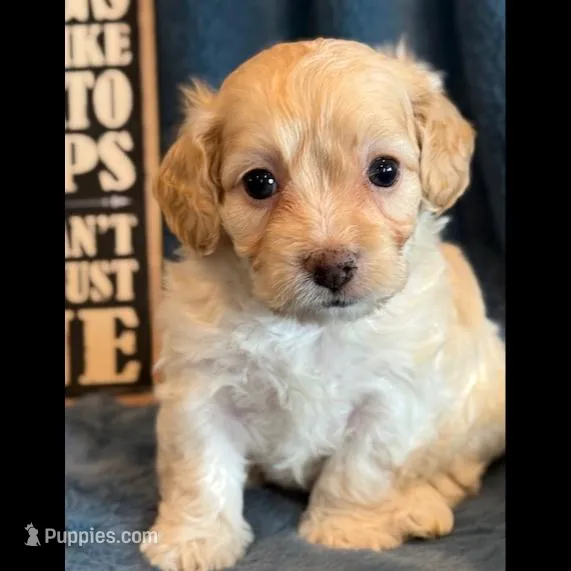 Paddington, a male Cockapoo for sale in Hawarden, IA – Photo 9 of 10