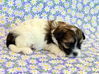 Fancy, a female Shihpoo for sale in Hawarden, IA – 3 of 7