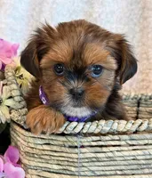 Nuka, a female Shorkie for sale in Hawarden, IA – 2 of 10