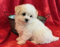 Nugget, a male Maltipoo for sale in Hawarden, IA – 9 of 10