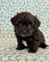 Dakotah, a male Shihpoo for sale in Hawarden, IA – 7 of 10