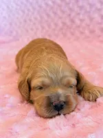 Latte, a female Cockapoo for sale in Hawarden, IA – 6 of 6