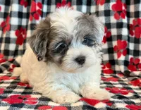 Newton, a male Maltipoo for sale in Hawarden, IA – 10 of 10