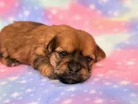 Katana, a female Morkie for sale in Hawarden, IA – 5 of 6
