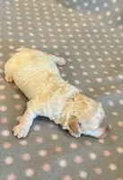 Millie, a female Cockapoo for sale in Hawarden, IA – 5 of 7