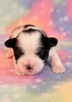 Spencer, a male Mal Shi for sale in Hawarden, IA – 2 of 7