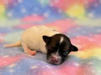 Nemo, a male Maltipoo for sale in Hawarden, IA – 9 of 9