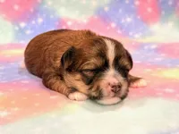 Kimber, a female Morkie for sale in Hawarden, IA – 6 of 8