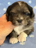Frankie, a male Shihpoo for sale in Hawarden, IA – 6 of 8