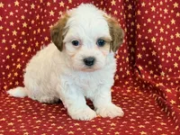 Diego, a male Shihpoo for sale in Hawarden, IA – 3 of 10