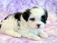 Hazel, a female Mal Shi for sale in Hawarden, IA – 9 of 9