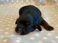 Mitzi, a female Cockapoo for sale in Hawarden, IA – 2 of 6