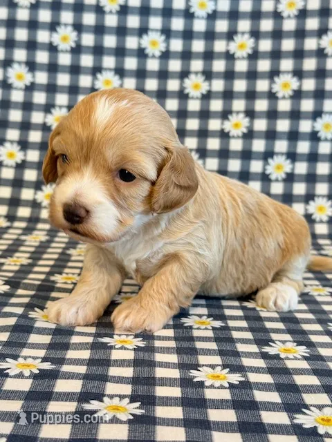 Esme – Cockapoo puppy for sale in Hawarden, IA