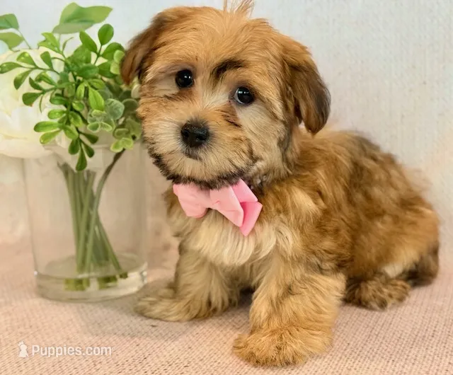 Katana – Morkie puppy for sale in Hawarden, IA
