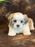 Peanut, a male Mal Shi for sale in Hawarden, IA – 8 of 10