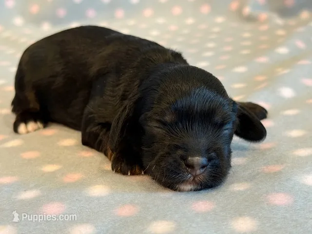 Mitzi – Cockapoo puppy for sale in Hawarden, IA