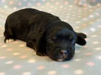 Mitzi, a female Cockapoo for sale in Hawarden, IA – 1 of 6