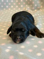 Mitzi, a female Cockapoo for sale in Hawarden, IA – 5 of 6