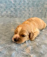 Lincoln, a male Cockapoo for sale in Hawarden, IA – 5 of 5