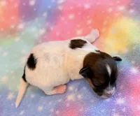 Nemo, a male Maltipoo for sale in Hawarden, IA – 7 of 9