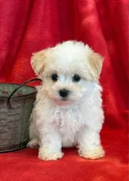 Nugget, a male Maltipoo for sale in Hawarden, IA – 5 of 10