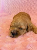 Latte, a female Cockapoo for sale in Hawarden, IA – 3 of 6
