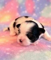 Spencer, a male Mal Shi for sale in Hawarden, IA – 6 of 7
