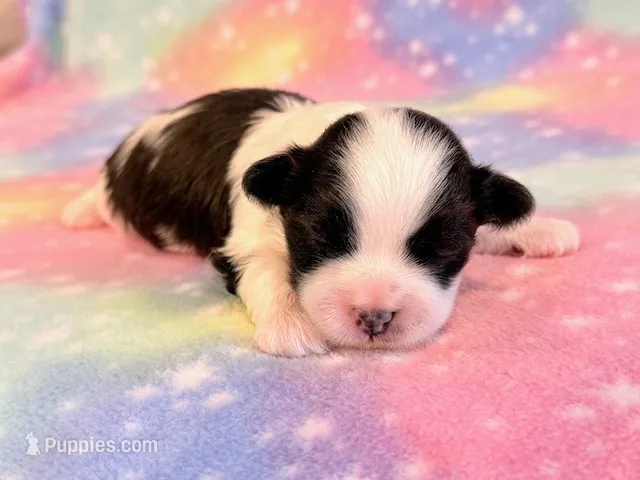 Sidney – Mal Shi puppy for sale in Hawarden, IA