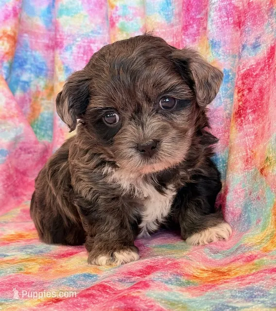 Fergie – Shihpoo puppy for sale in Hawarden, IA