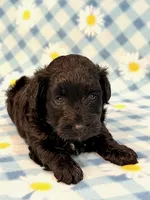 Jeb, a male Yorkipoo for sale in Hawarden, IA – 6 of 7