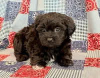 Dunkin, a male Shihpoo for sale in Hawarden, IA – 9 of 9