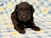 Jeb, a male Yorkipoo for sale in Hawarden, IA – 5 of 7