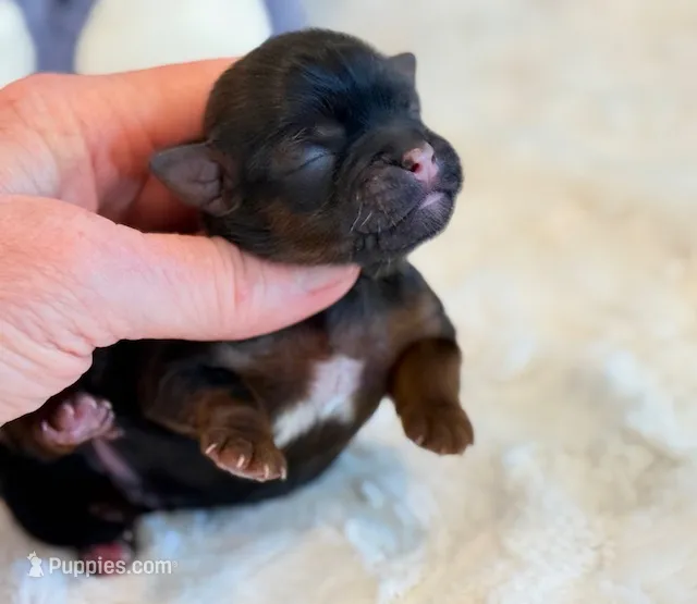 Otto – Shorkie puppy for sale in Hawarden, IA