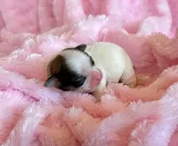 Blossom, a female Mal Shi for sale in Hawarden, IA – Photo 8 of 9