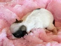 Blossom, a female Mal Shi for sale in Hawarden, IA – Photo 5 of 9