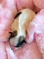 Blossom, a female Mal Shi for sale in Hawarden, IA – Photo 4 of 9