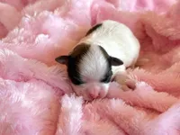 Blossom, a female Mal Shi for sale in Hawarden, IA – Photo 7 of 9