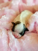 Blossom, a female Mal Shi for sale in Hawarden, IA – Photo 2 of 9