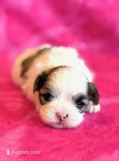 Blossom – Mal Shi puppy for sale in Hawarden, IA