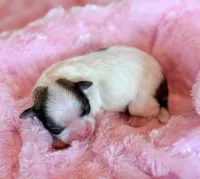 Blossom, a female Mal Shi for sale in Hawarden, IA – Photo 3 of 9