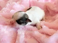 Blossom, a female Mal Shi for sale in Hawarden, IA – Photo 6 of 9