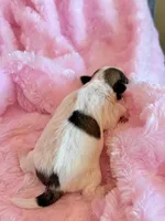 Blossom, a female Mal Shi for sale in Hawarden, IA – Photo 9 of 9